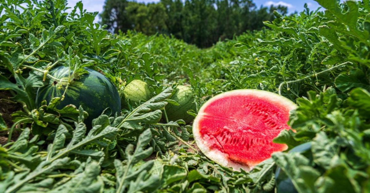 Beindult a dömping? Ezt kérik a dinnyetermelők a hazai áruházláncoktól