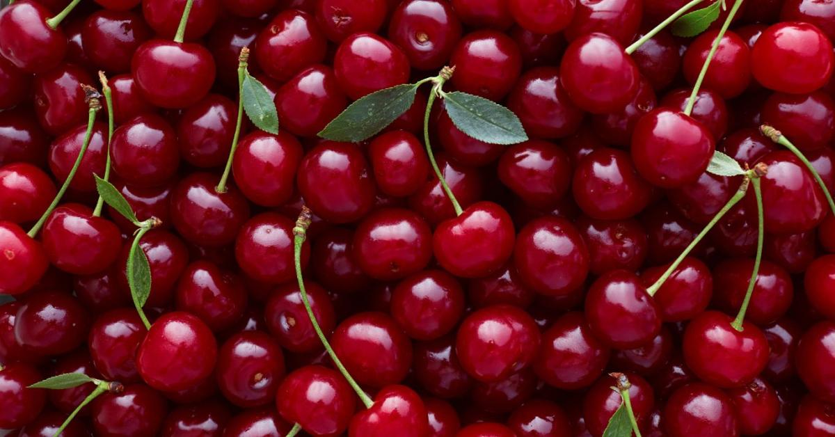 Nem ezt várták a termelők: bezuhant a meggy ára