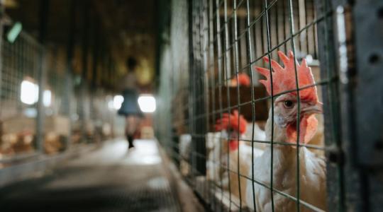 Most tényleg vége lesz a ketreces tartásnak! A bizottság még az idén lép Most tényleg vége lesz a ketreces tartásnak! A bizottság még az idén lép