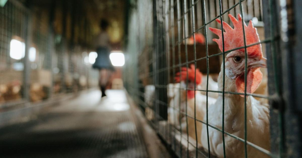 Most tényleg vége lesz a ketreces tartásnak! A bizottság még az idén lép