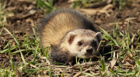 Molnárgörény – ha eltűnik a földekről, elszaporodnak a hörcsögök