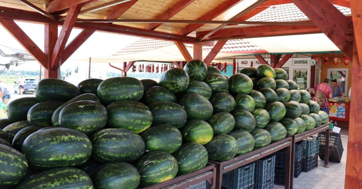 Fagy, hősokk, rekordmeleg: a katasztrofális időjárás ellenére mégis prémium lett a magyar görögdinnye