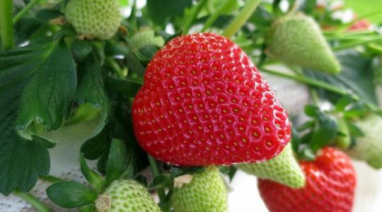 Tornádó után napsütéshiány: Kétségbeejtő helyzetben a görög epertermesztők Tornádó után napsütéshiány: Kétségbeejtő helyzetben a görög epertermesztők