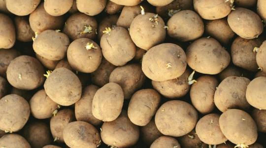 Te is visszaveted a burgonyát? Itt a törvényi kötelezettség, amiről sokan még csak nem is hallottak Te is visszaveted a burgonyát? Itt a törvényi kötelezettség, amiről sokan még csak nem is hallottak