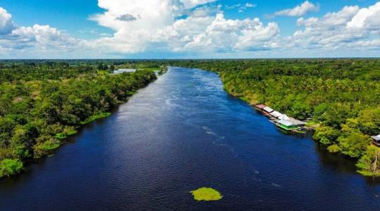 20 milliárd dolláros eső: az erdők aranyat érnek