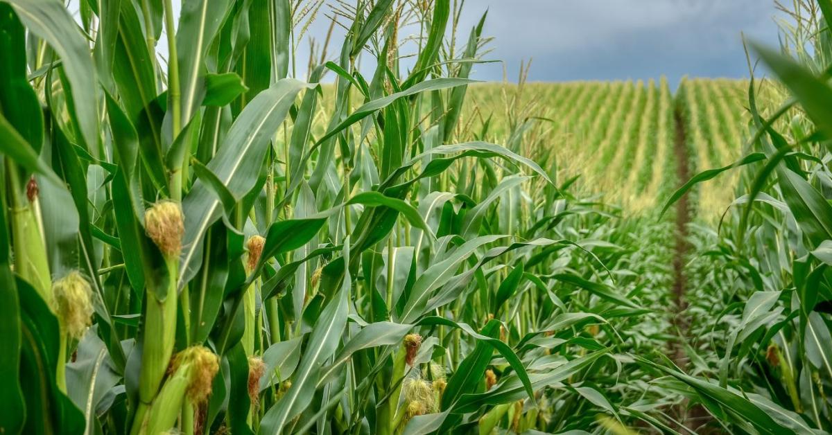 A biológiai megoldások szerepe a szélsőséges időjárási kockázatok kezelésében