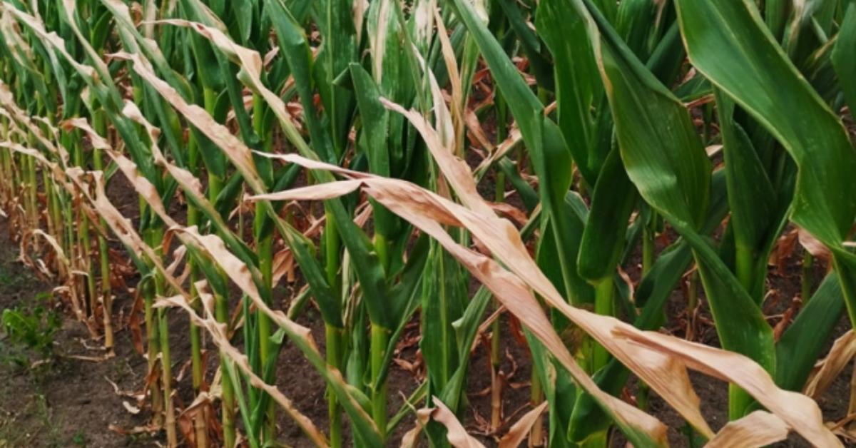 Agrometeorológia: egyre nagyobb próbatétel a növényeknek a tartós szárazság
