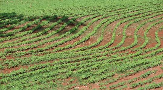 Félelmetes brazil földtartalékok: nincs határa a növekedésnek?