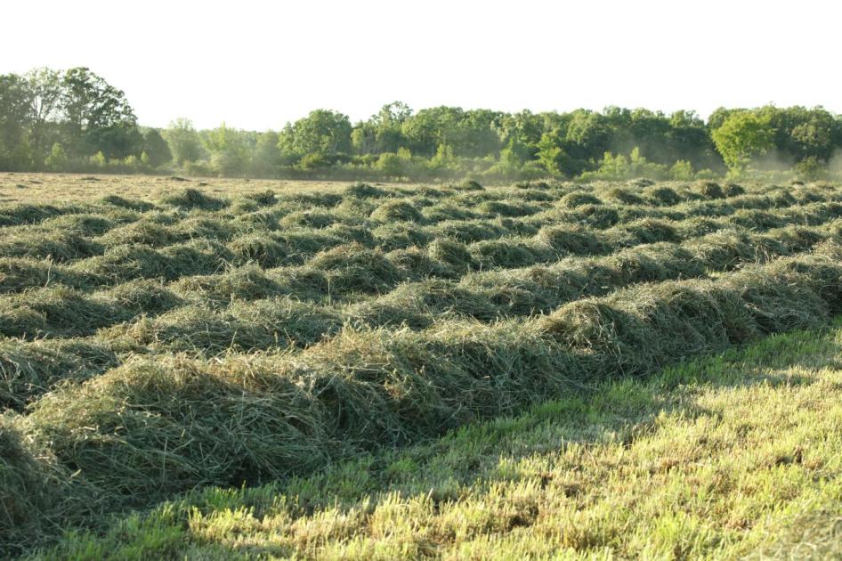 Az agrárállamtitkár szerint nincs országos takarmányhiány