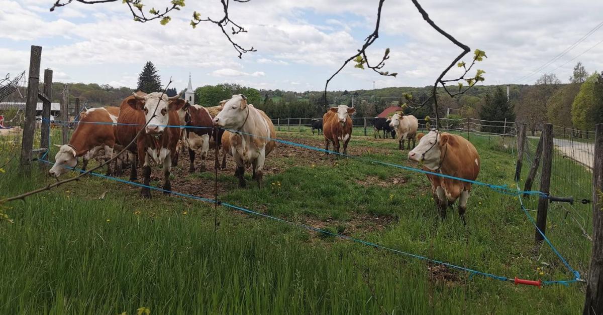 Nehéz sírás nélkül beszélni a jövőről – így küzd a Németh Porta a túlélésért