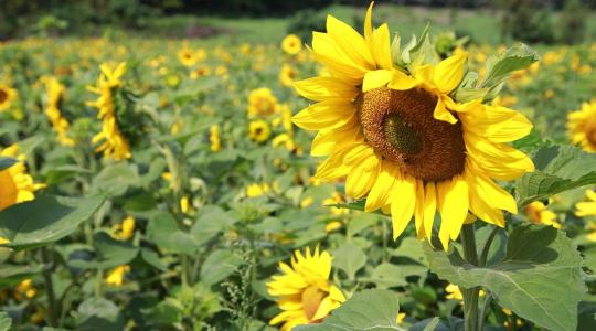 A napraforgó valódi természete: több mint olajnövény