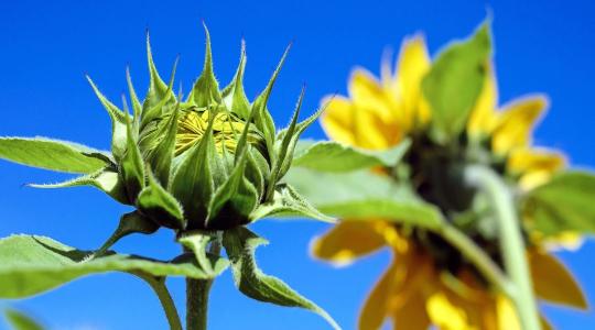 Láthatatlan veszély a napraforgóban: fitoplazmák a szántóföldön