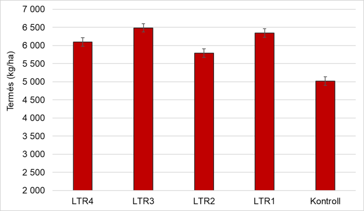 napraforgó napraforgó