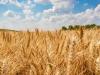 FAO: egyre több kihívás éri a globális agrárpiacokat