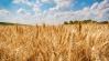 FAO: egyre több kihívás éri a globális agrárpiacokat