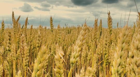 Tudtad, hogy a te földeden már a rómaiak is búzát arattak? Tudtad, hogy a te földeden már a rómaiak is búzát arattak?