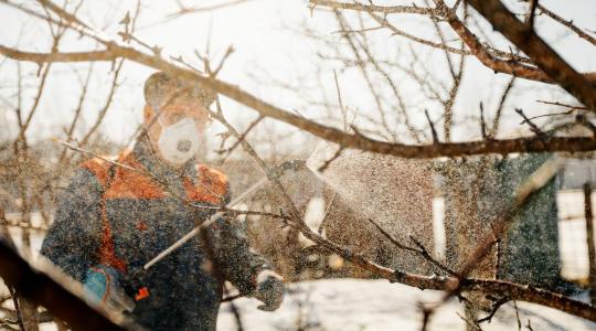 Tél végi lemosó permetezés: mikor érdemes februárban, és mikor tilos?