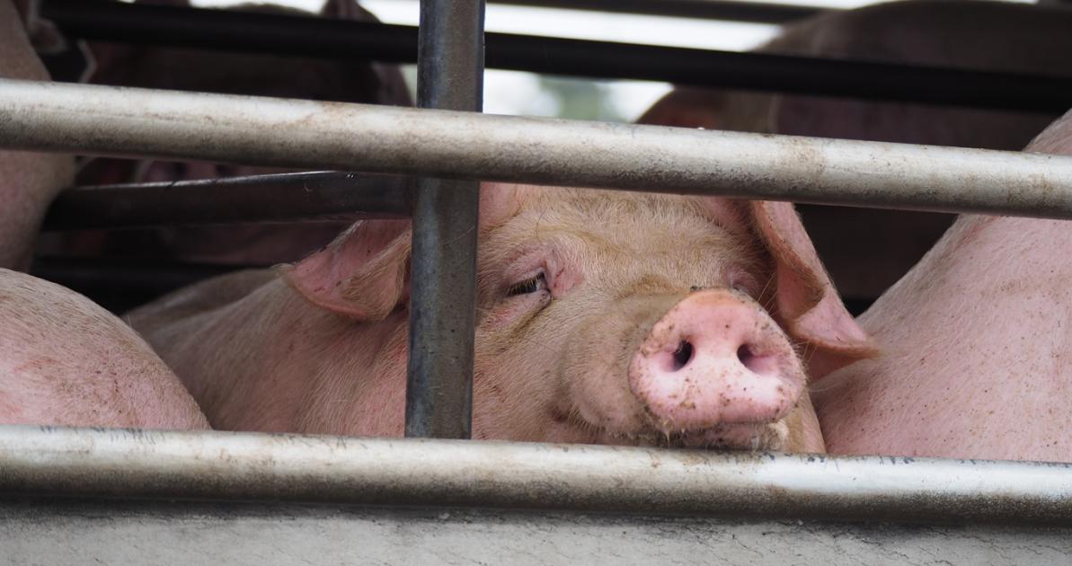 Kilenc hónapja tart a sertésválság; mi lesz a beruházásokkal?