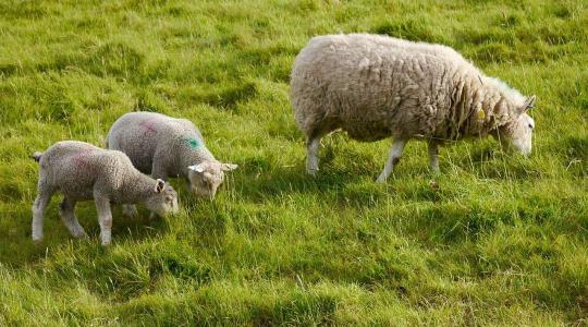 Több bárány, kevesebb antibiotikum: A természetes immunerősítés gazdasági előnyei