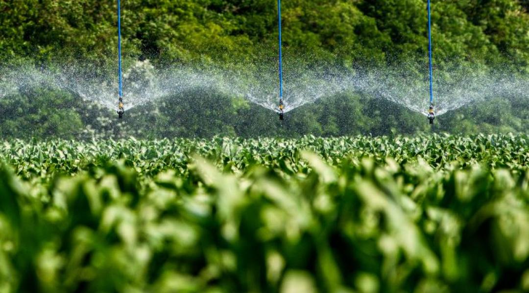 Cirok vagy kukorica? Meglepő választ adott a Talentis Agro szakembere