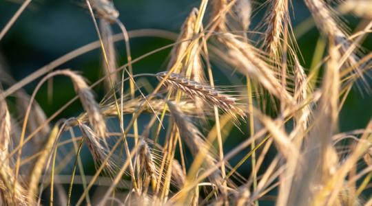 3 napos időjárás: Tartós forróság, enyhítő záporokkal