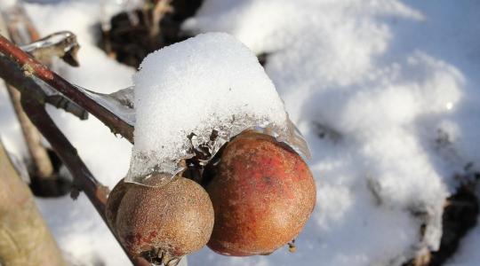 Áttelelő kártevők februárban – hol bújnak meg, és hogyan bontsd meg a ciklust?