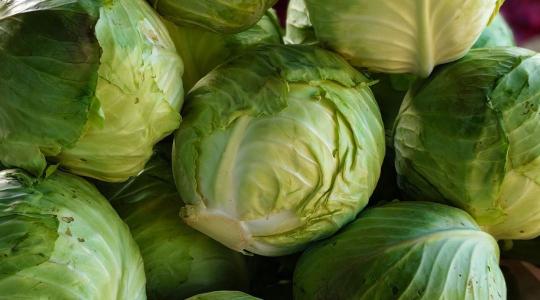 Kevesebb káposztát ültettek a lengyelek, mégis jobban járhatnak, mint tavaly?