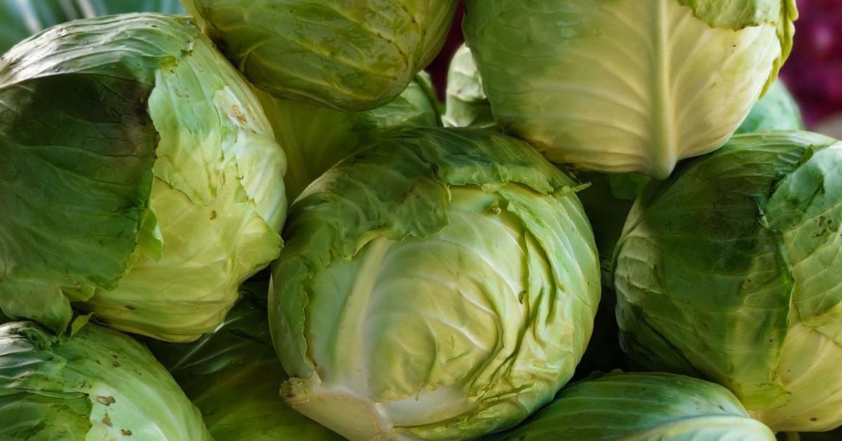 Kevesebb káposztát ültettek a lengyelek, mégis jobban járhatnak, mint tavaly?