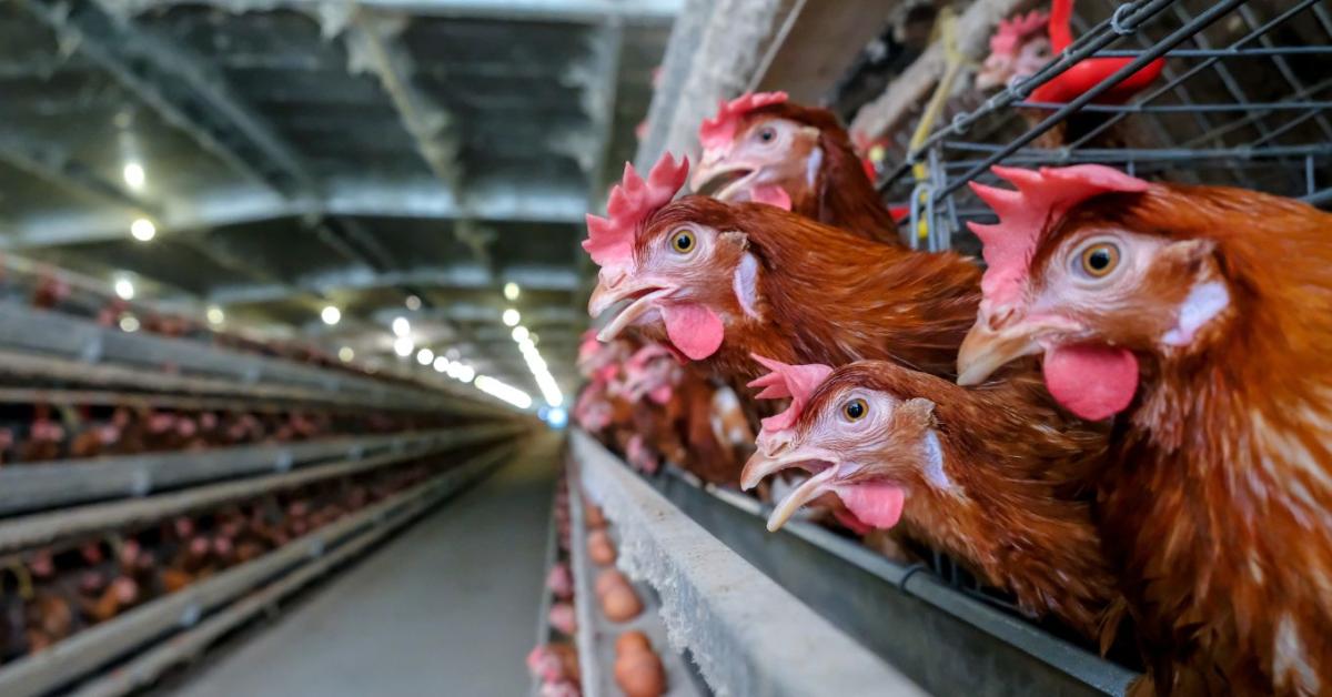 Veszélyben a hazai tojástermelés: drágulhat a rántotta? 