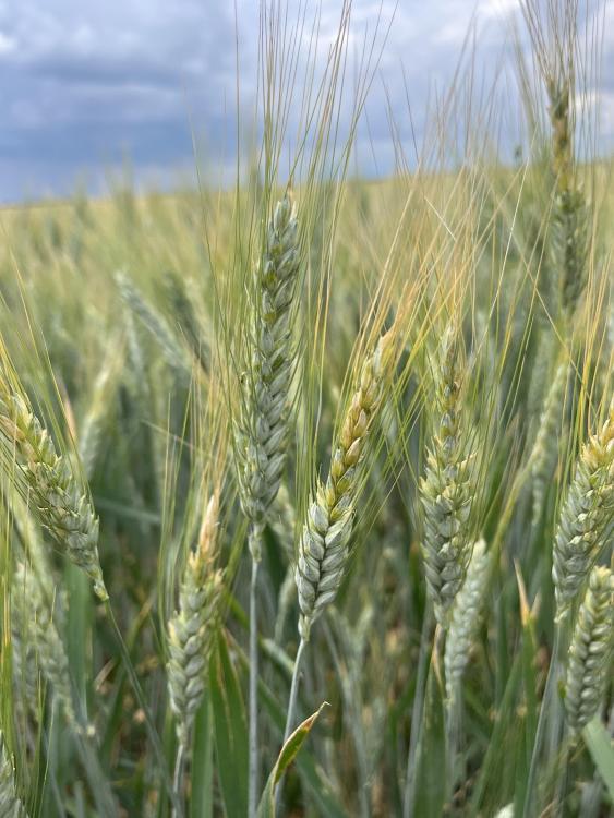 Mezőgazdasági kép (portré elrendezés). Mezőgazdasági kép (portré elrendezés).