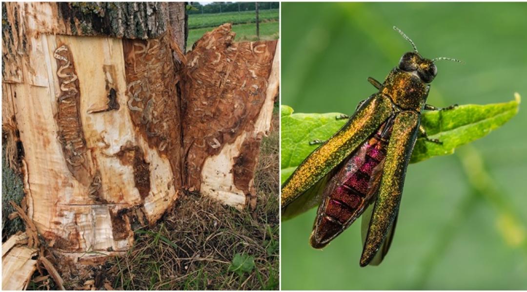 Rendkívüli készültség: összeurópai akció indulhat a magyar határon talált kártevő miatt