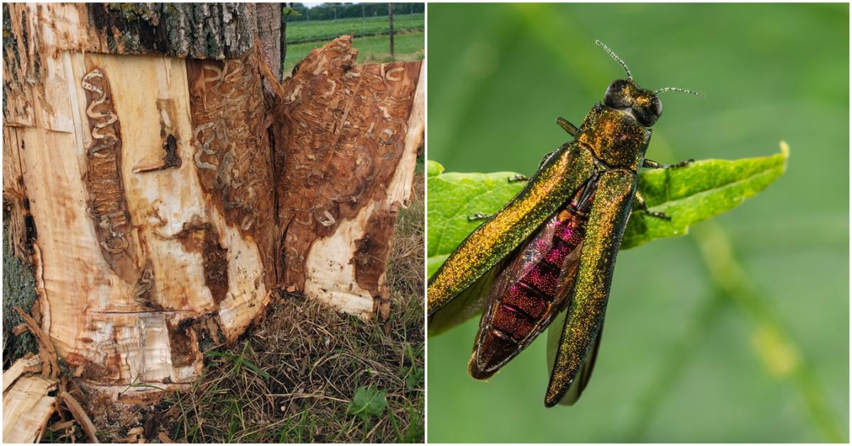 Rendkívüli készültség: összeurópai akció indulhat a magyar határon talált kártevő miatt