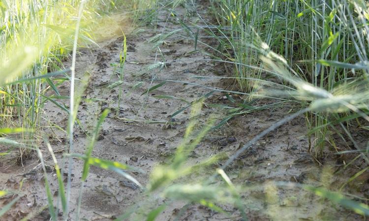 Magyar Fejlesztésösztönző Iroda 