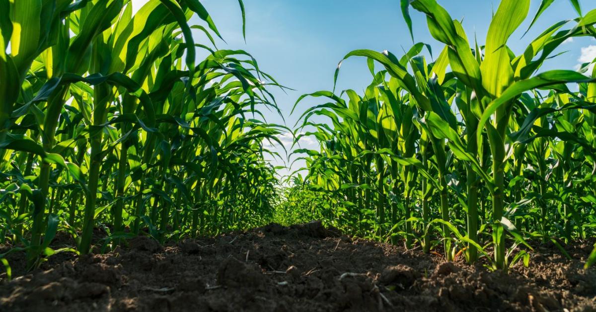 Klímaváltozás: így segíthetik az uniós források a magyar agrárium alkalmazkodását