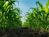 Klímaváltozás: így segíthetik az uniós források a magyar agrárium alkalmazkodását
