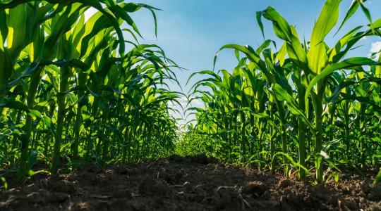Klímaváltozás: így segíthetik az uniós források a magyar agrárium alkalmazkodását