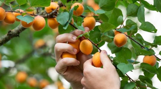 Lesz-e még ennél olcsóbb? – Mutatjuk, hová érdemes elindulni kajszit és őszit szedni