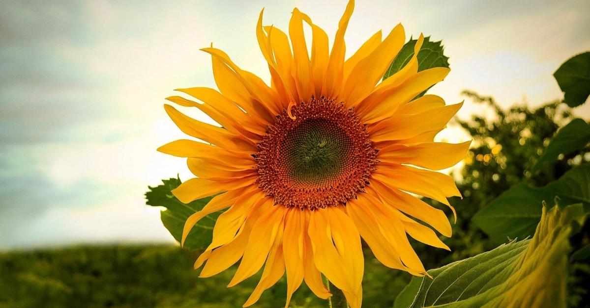 3 napos előrejelzés: Marad az igazi nyár, néhány napig legalábbis