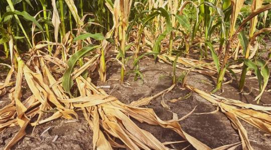 Kiszáradó bolygó: a vízcsőd korszakába léptünk Kiszáradó bolygó: a vízcsőd korszakába léptünk