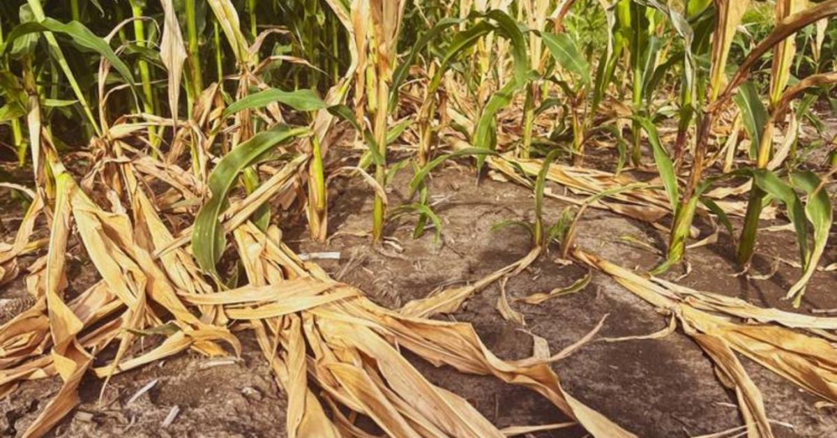 Kiszáradó bolygó: a vízcsőd korszakába léptünk