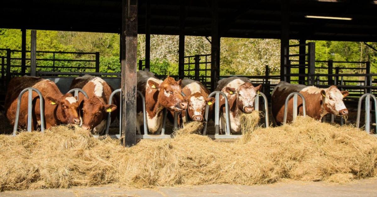 Veszélyben az állatállomány? Rendkívüli összefogás indult a bálalopások és a takarmánykrízis ellen