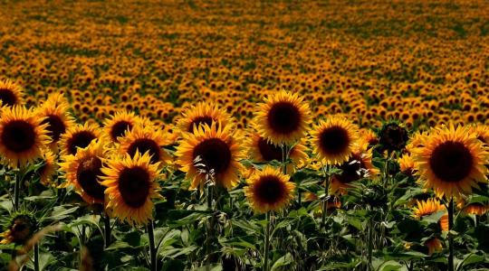 100 milliárd dolláros üzlet: Ebbe az irányba tart a világ vetőmagpiaca