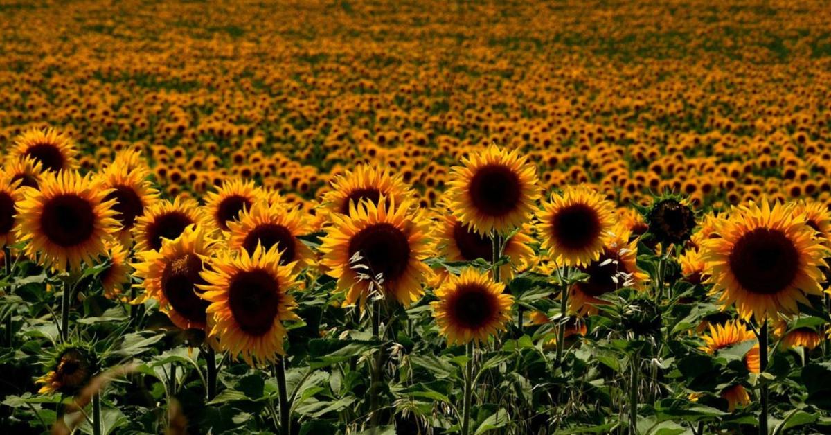 100 milliárd dolláros üzlet: Ebbe az irányba tart a világ vetőmagpiaca