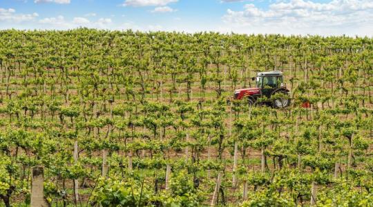 Szigor: Három évre eltilthatják a támogatásoktól a szabálytalankodó borászokat