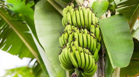 Új felfedezés adhat védelmet a banánok egyik legpusztítóbb kórokozója ellen Új felfedezés adhat védelmet a banánok egyik legpusztítóbb kórokozója ellen