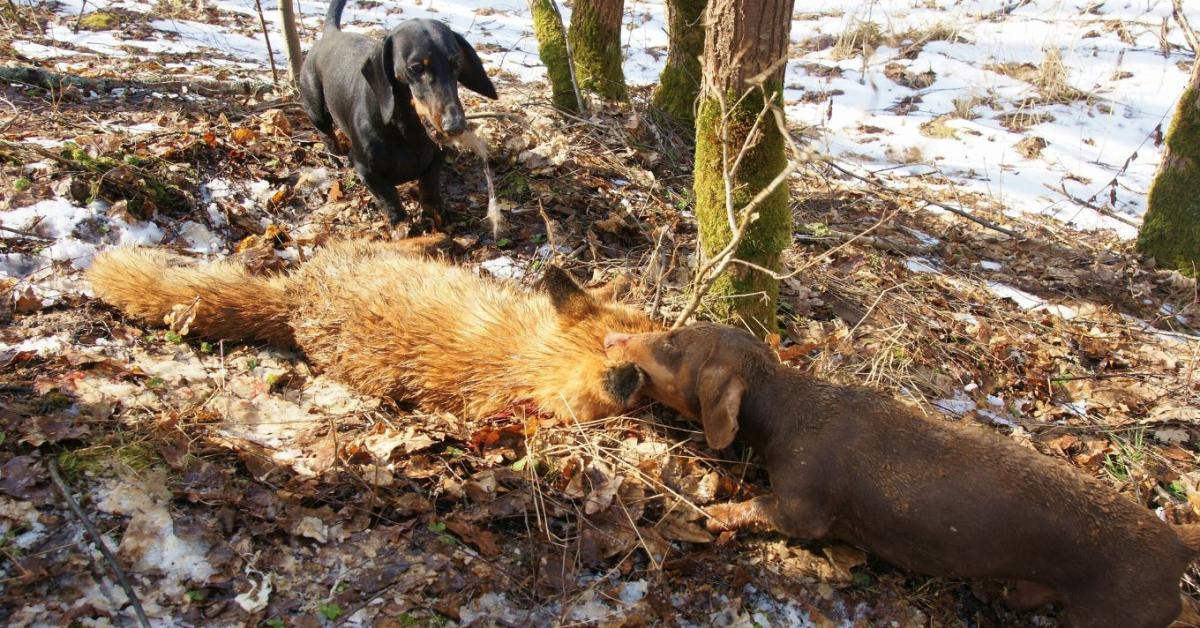 Vége lehet ennek a vitatott vadászati módszernek