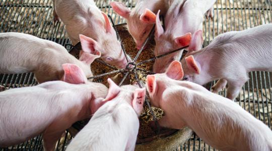 Súlyos jelzés az agráriumnak: Dánia felszámolta a mezőgazdasági minisztériumát Súlyos jelzés az agráriumnak: Dánia felszámolta a mezőgazdasági minisztériumát