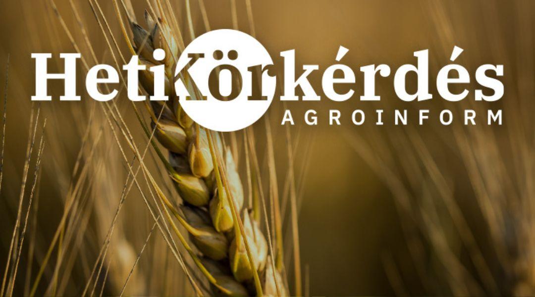 Új, ígéretes fajták a kalászosvetőmag-piacon – Heti Körkérdés