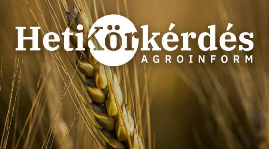 Új, ígéretes fajták a kalászosvetőmag-piacon – Heti Körkérdés Új, ígéretes fajták a kalászosvetőmag-piacon – Heti Körkérdés