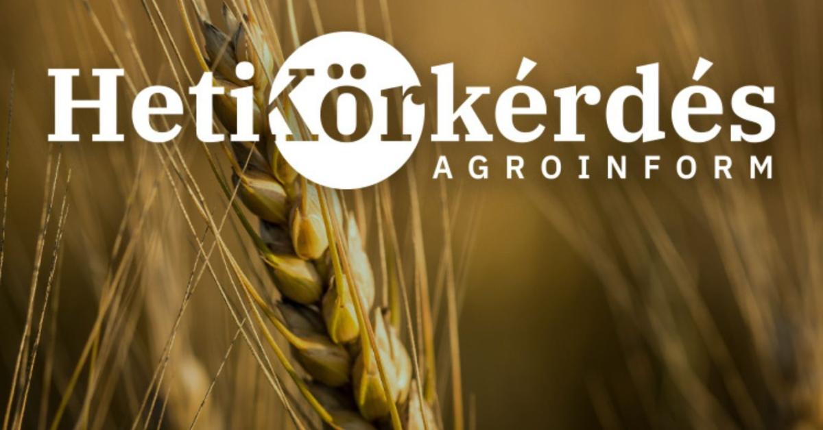 Új, ígéretes fajták a kalászosvetőmag-piacon – Heti Körkérdés